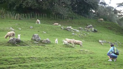 Spring time is here! Baa Baa… One Tree Hill, Auckland, NZ 2012