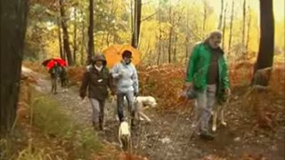 Balade Ton Chien en forêt de Rambouillet - 18 novembre 2012