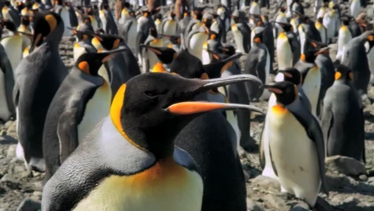 The Penguin King - DVD/BD Clip - Skua Attack