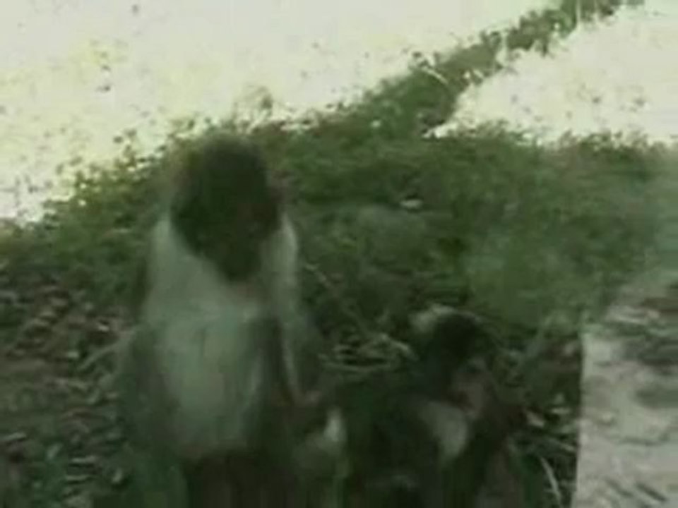 funny monkey