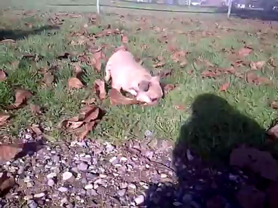 bb bouledogue francais, elevage des gamins de rubis