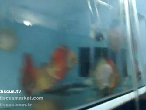 Discus Yapay Yetiştiricisi Giray Küçükhasanoğlu (Artificial rearing discus fry)