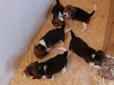 chiots ella 1 mois