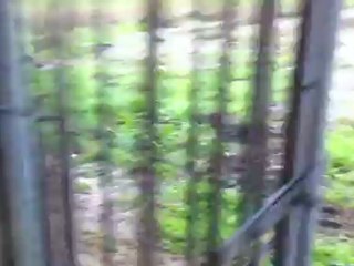 Gard 2012 - Présentation meute