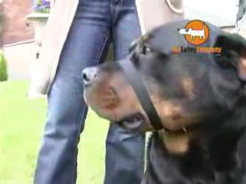 The best collar to stop dogs pulling on lead