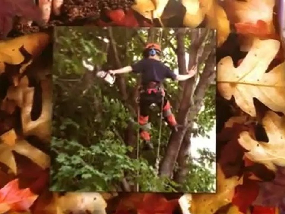 Sanchez Tree Services