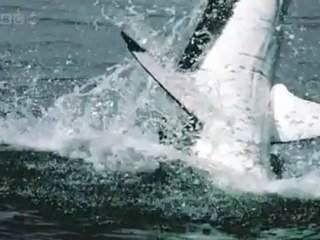 Air Jaws Super Slow (HD)