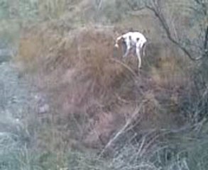 Video004