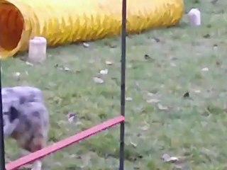 Les bétises d'Harwen en agility