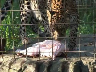 A Big Cat Thanksgiving!