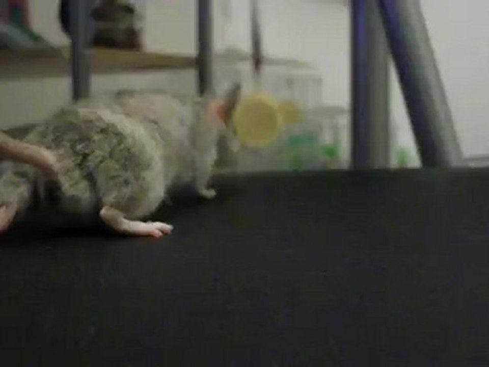 looping ma souris