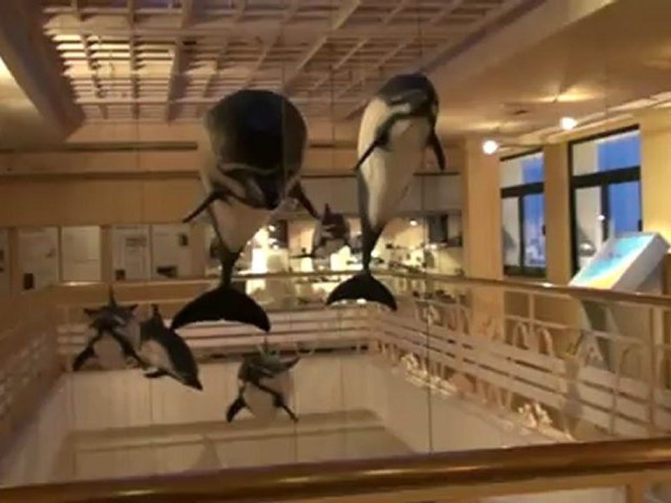 Dauphins_suspendus_20090101175432