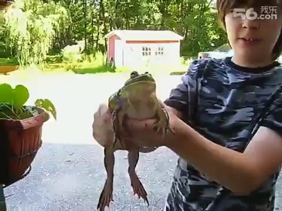 Amazing Meowing Frog