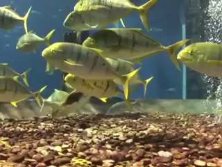 Dubai Aquarium - The Best Aquarium In Dubai