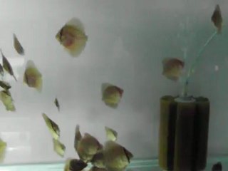 Piwo turquaz yavrular