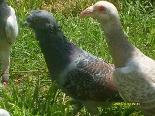 ZEYTİNLİ-AHLES FİLO GÜVERCİNLERİ www.guvercinurfa.com www.guvercinrehberi.com