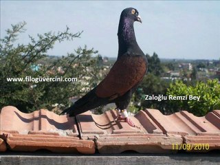 SIRTIKIZIL-ABALI-AMBERİ FİLO GÜVERCİNLERİ - www.guvercintv.com/