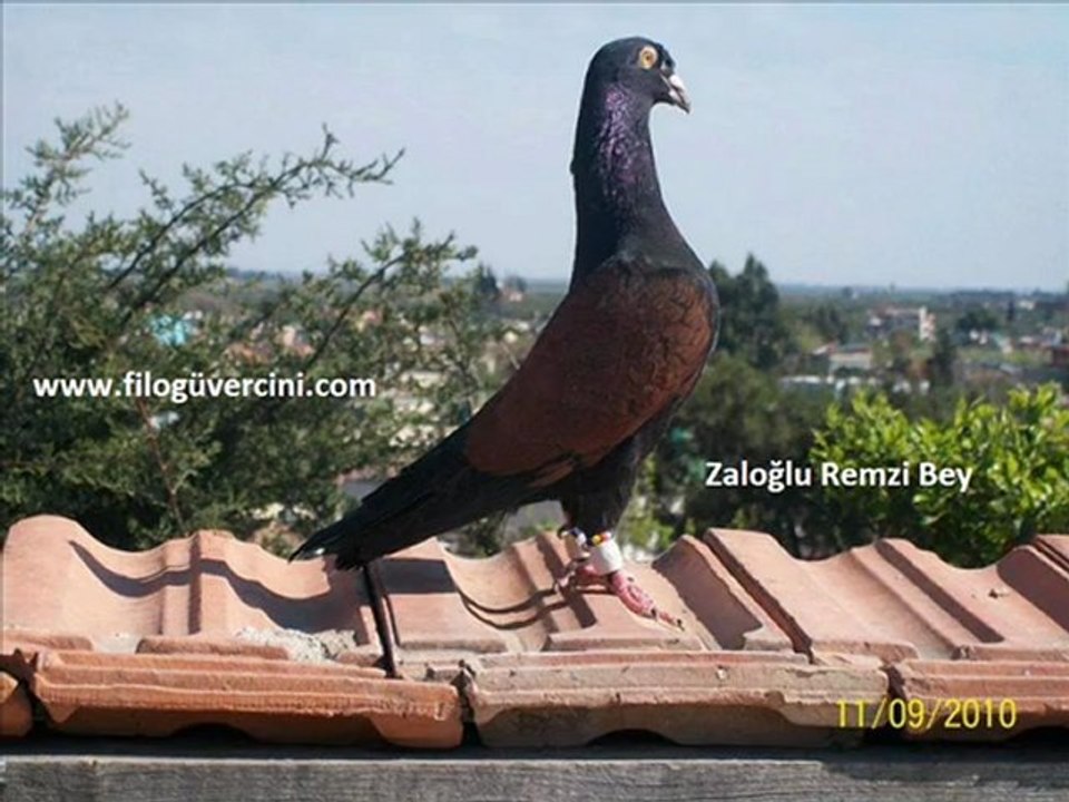 SIRTIKIZIL-ABALI-AMBERİ FİLO GÜVERCİNLERİ - www.guvercintv.com/