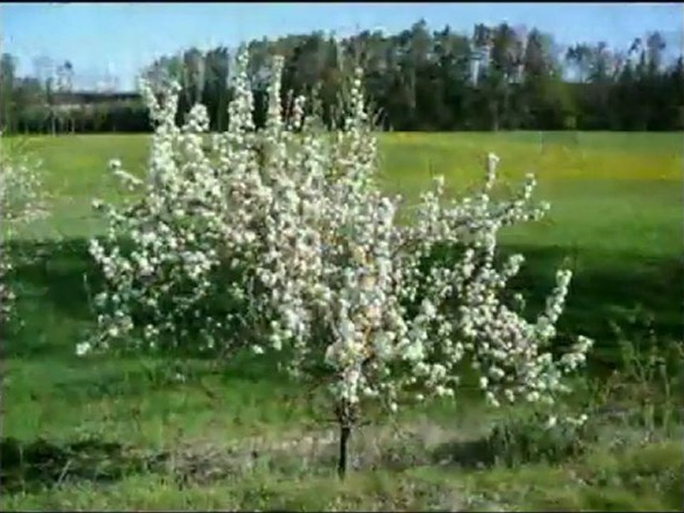 Faris Abbad - Surat Al Qiyamah