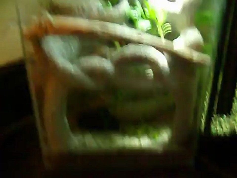 l'exhausteur, un filtre vite fait et gratuit v4.0 (dans paludarium pas cher)