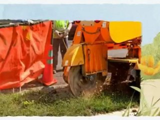 Accurate Tree Services (425) 488-8733