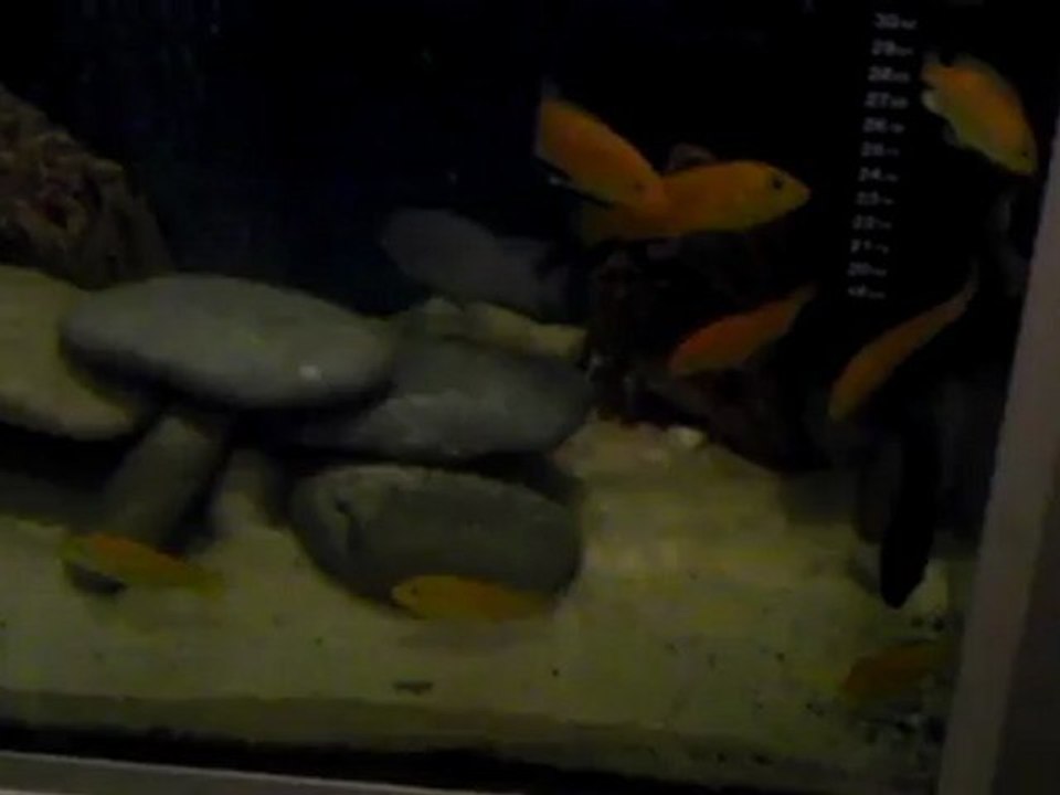 VIDEO0064