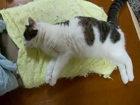 Chat Court Pendant Qu Il Dort Video Dailymotion