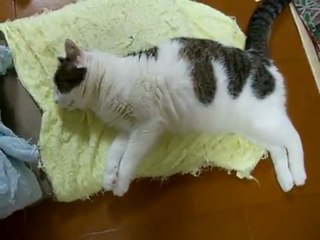 Chat court pendant qu'il dort