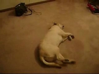 Bizkit the Sleepwalking Running Dog