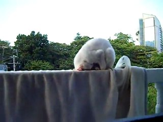 Chat qui dort en boule