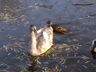 Ptaki w parku miejskim w Koszalinie