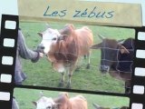 Les naissances de l'année à la ferme du Touron