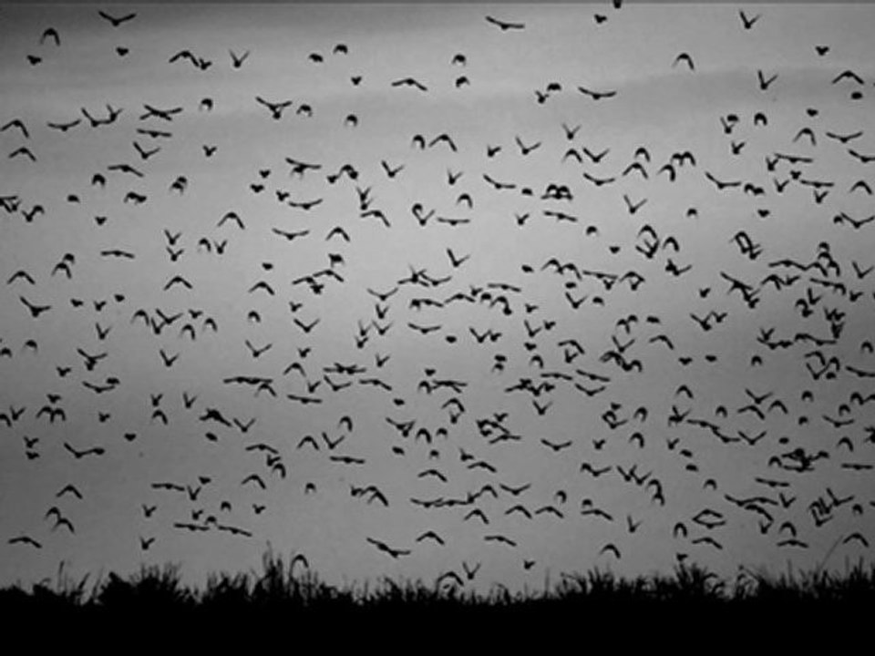 Komaton - Birdyland (Original Mix)
