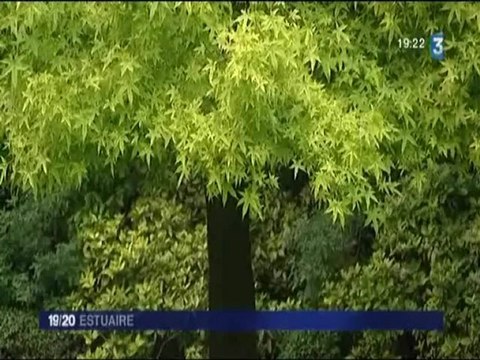 Un magnolia des Pépinières du Val d'Erdre pour les jardins de Matignon