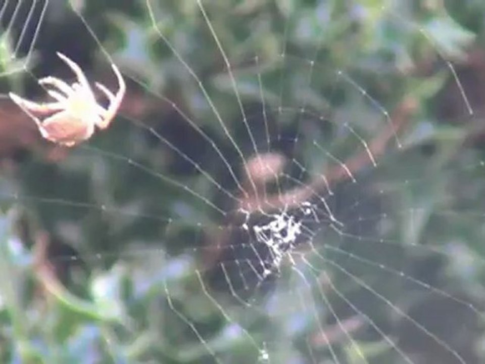 Araignée