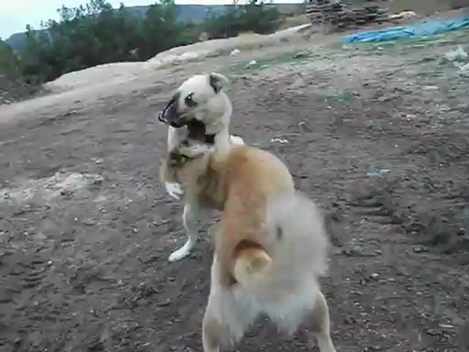 efsane deli yüreğin öz yegeni efsane kes oğlu katil ve halilin aslan