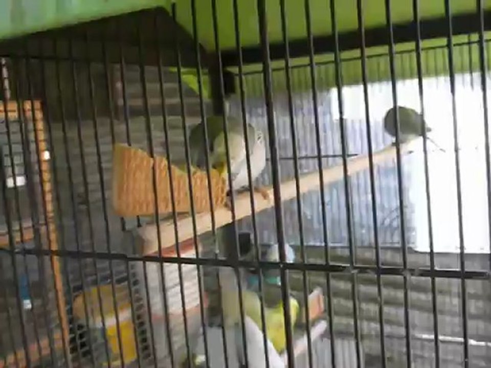 les perruches et le biscuit