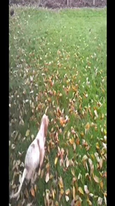 setter anglais a 4 mois  portee e-mail x connor du mas d eyraud