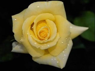 سورة الفتح بصوت القارئ فارس عباد