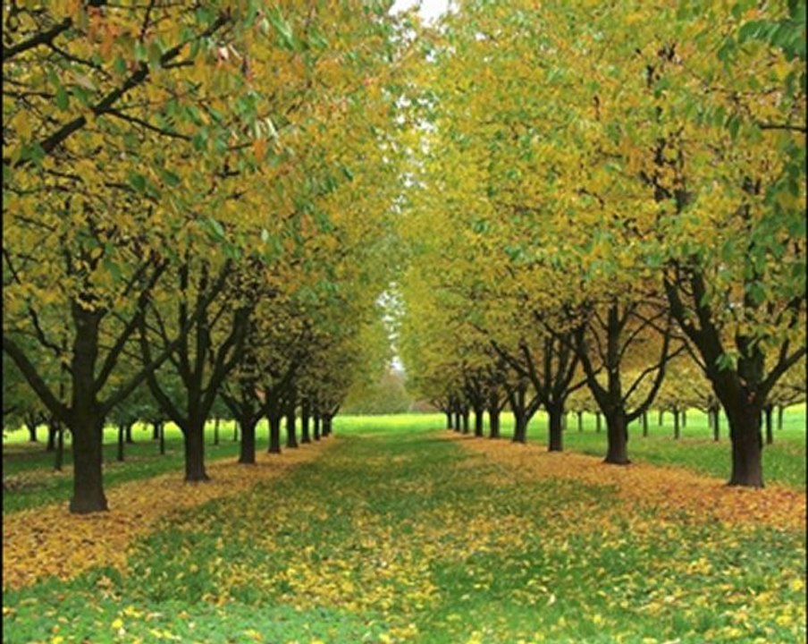 Radiointerview zahnarztangst