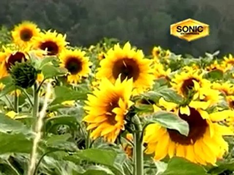 Roz-E-Azal Peer Syed Fasih Uddin Soharwardi