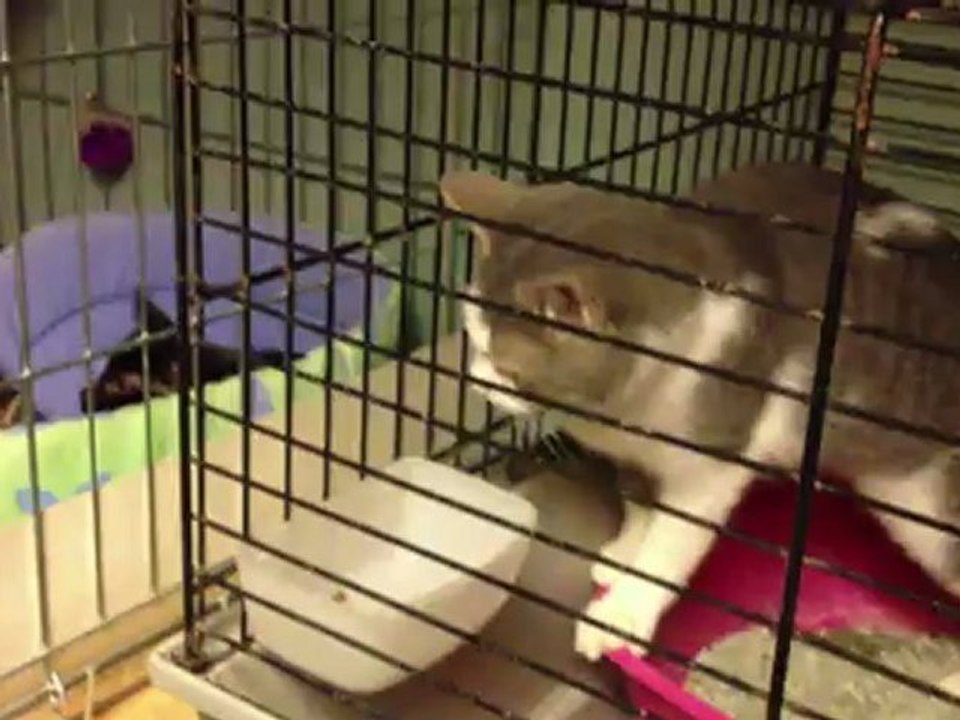 Bella, chaton à l'adoption