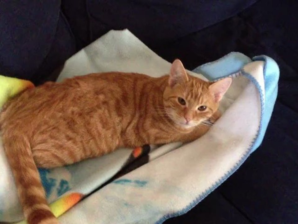 Elton, chaton à l'adoption