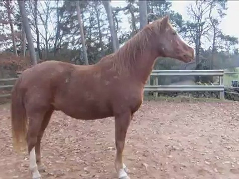 Kéké fou