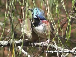 طائر فيريورين ذو كتف كستنائي