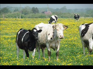 PUB URGENCE BOVINE POUR LE BLOG