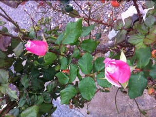 Cengiz Kurtoğlu Kaderimsin