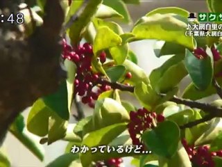 saku saku (20121123-0730 ｔｖｋ)-03