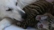Russie: une chienne adopte des bébés tigres