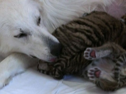 Russie: une chienne adopte des bébés tigres